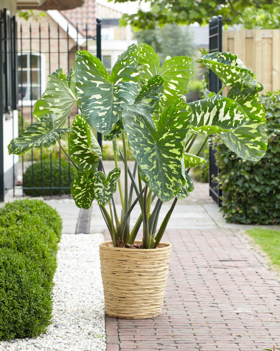 Alocasia Hilo Beauty - View 5 from www redcrocus com
