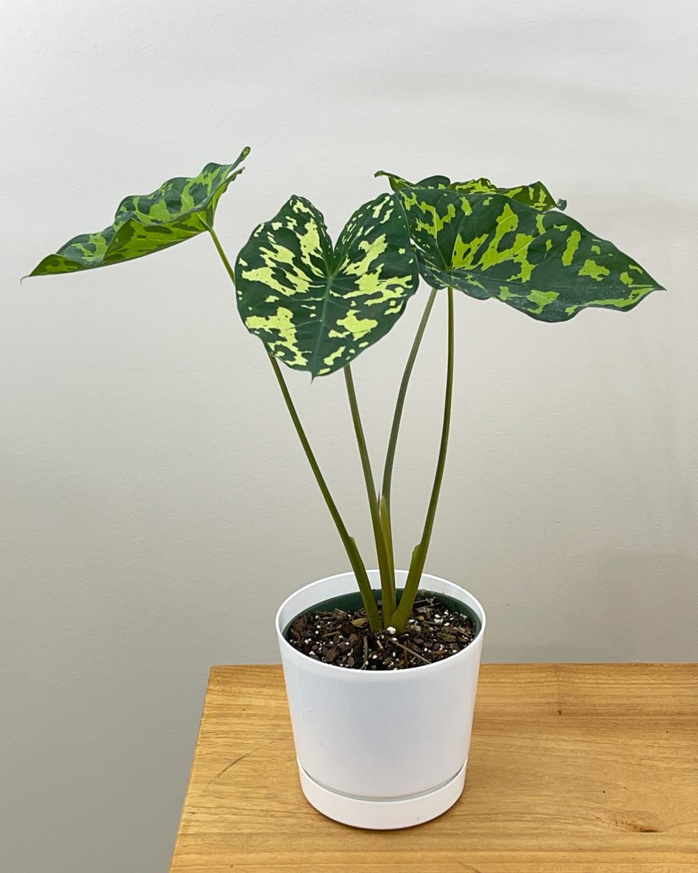 Alocasia Hilo Beauty - View 6 from www redcrocus com