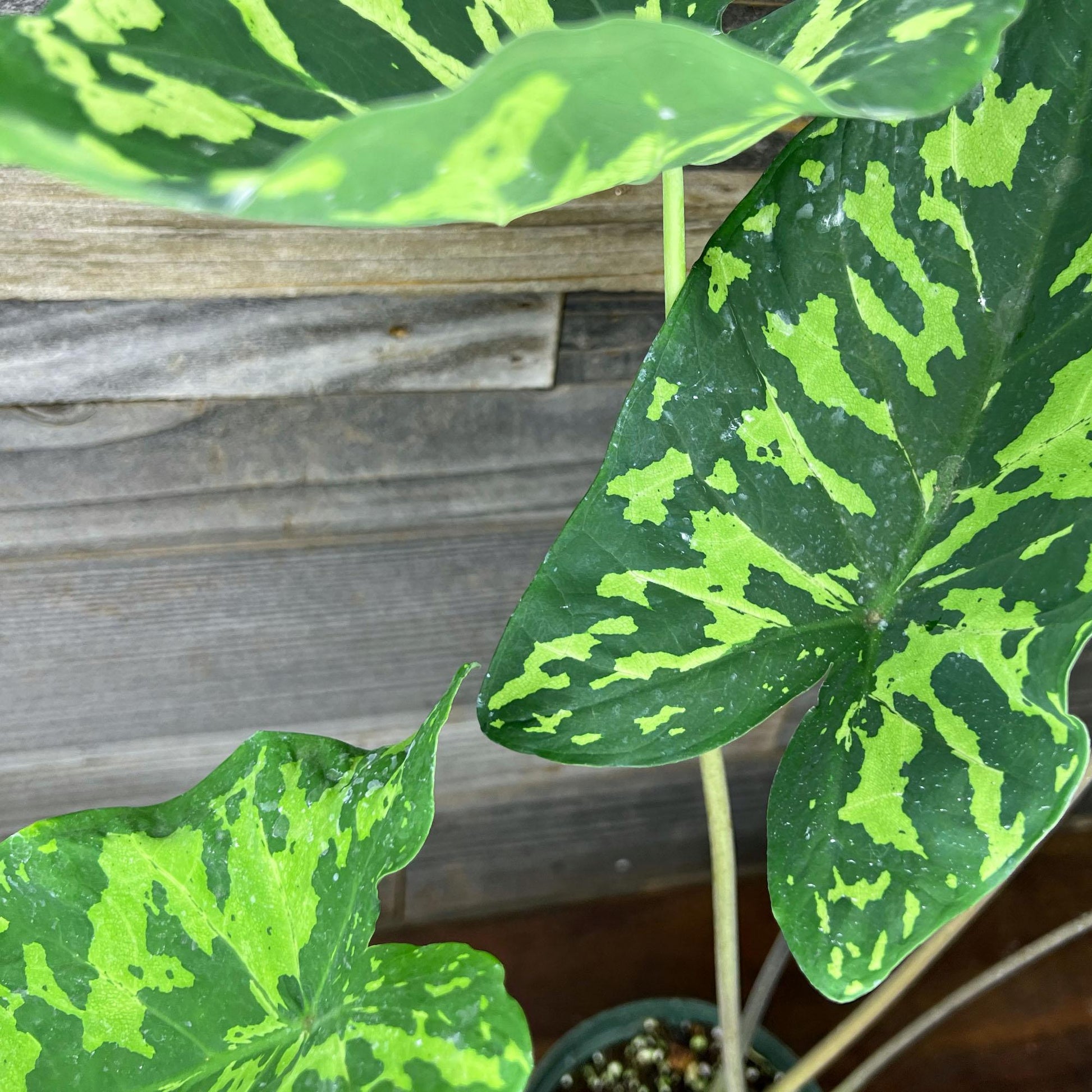 Alocasia Hilo Beauty - View 7 from www redcrocus com