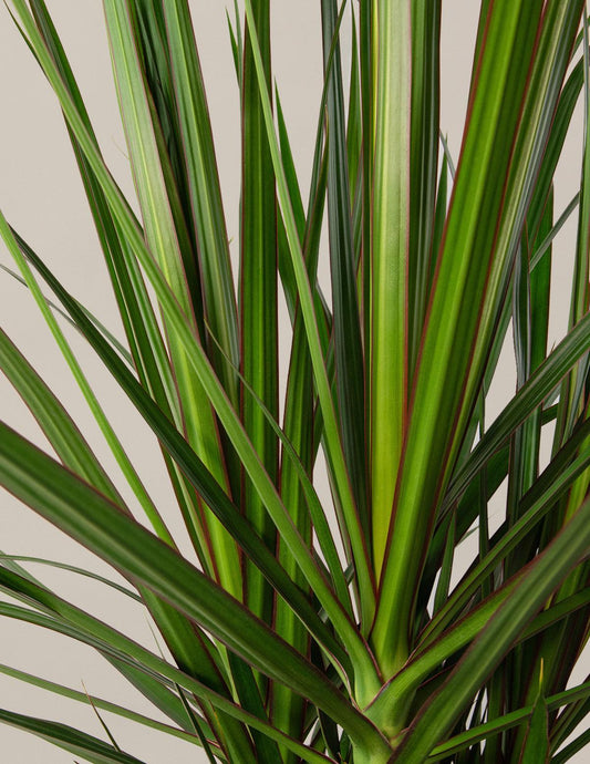 Dracaena Marginata 'open Weave' Cane - View 11 from www redcrocus com