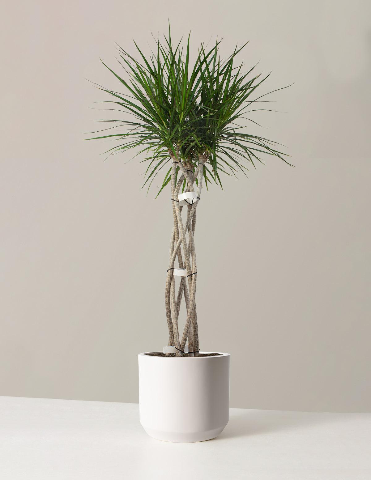 Dracaena Marginata 'open Weave' Cane - View 13 from www redcrocus com