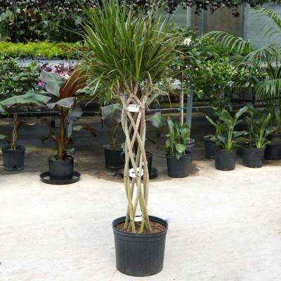 Dracaena Marginata 'open Weave' Cane - View 15 from www redcrocus com