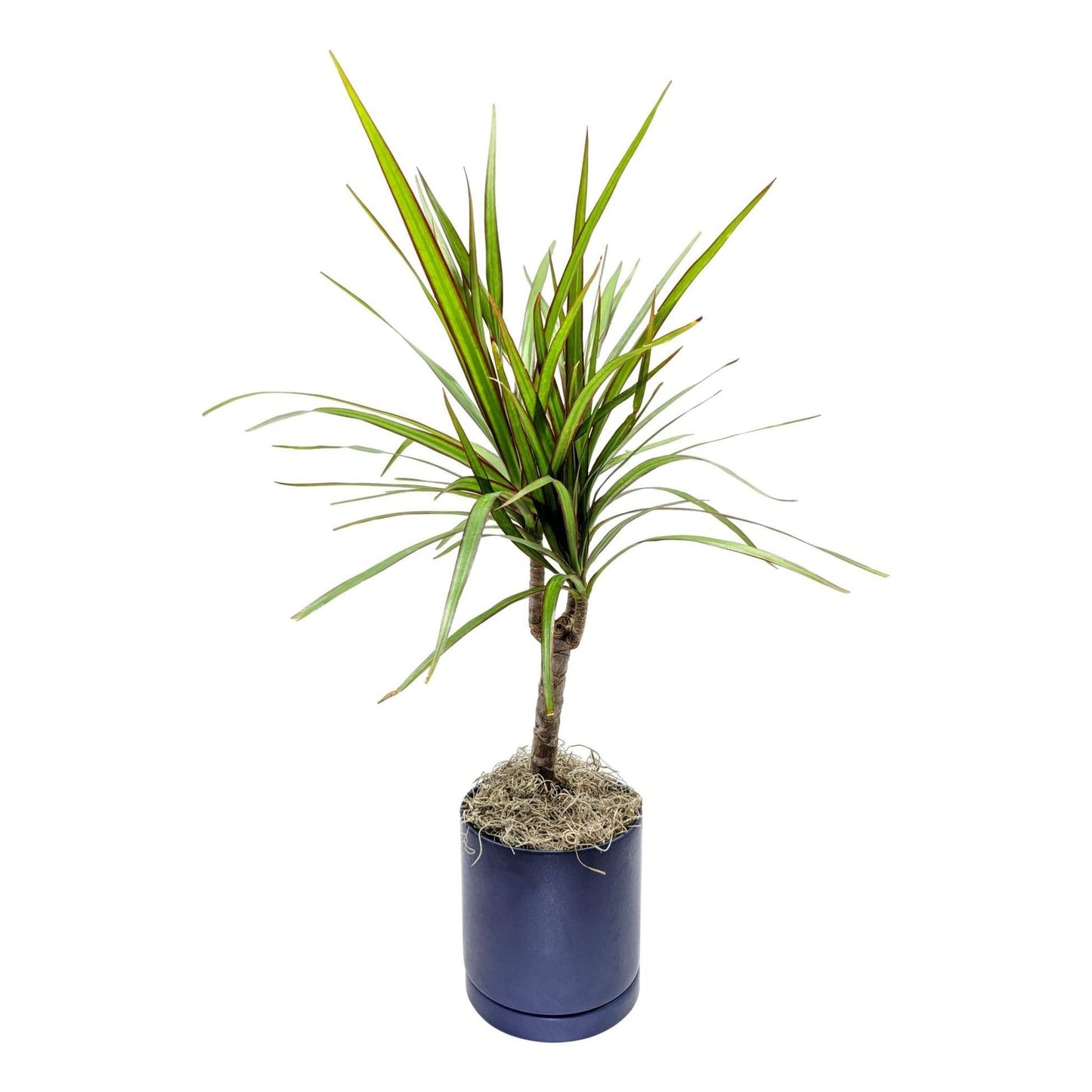 Dracaena Marginata 'open Weave' Cane - View 18 from www redcrocus com