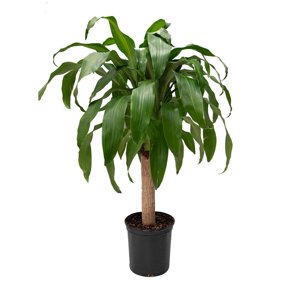 Dracaena Marginata 'open Weave' Cane - View 19 from www redcrocus com