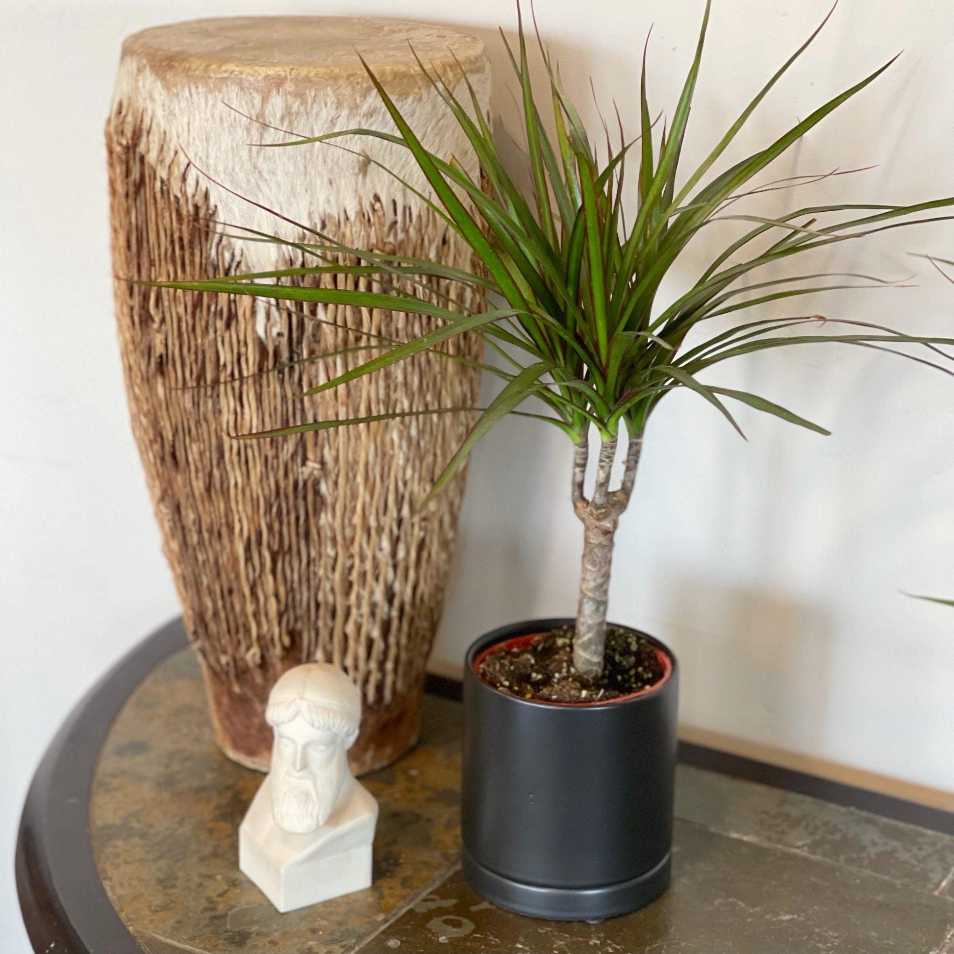 Dracaena Marginata 'open Weave' Cane - View 1 from www redcrocus com