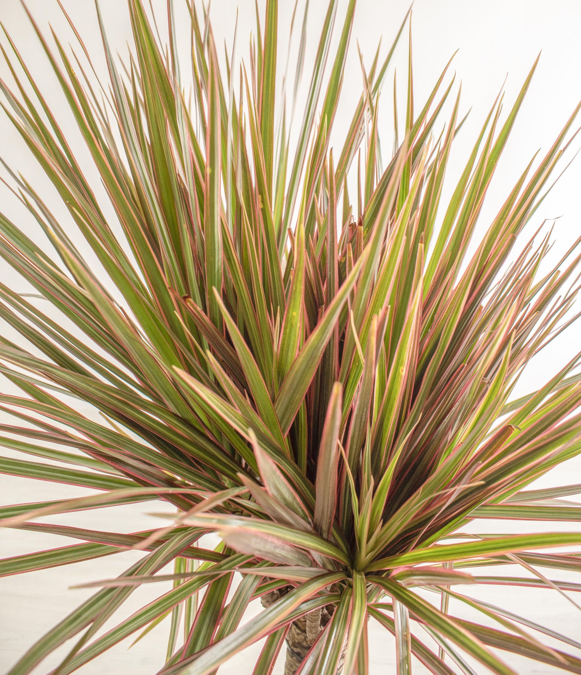 Dracaena Marginata 'open Weave' Cane - View 22 from www redcrocus com