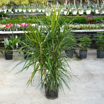 Dracaena Marginata 'open Weave' Cane - View 23 from www redcrocus com