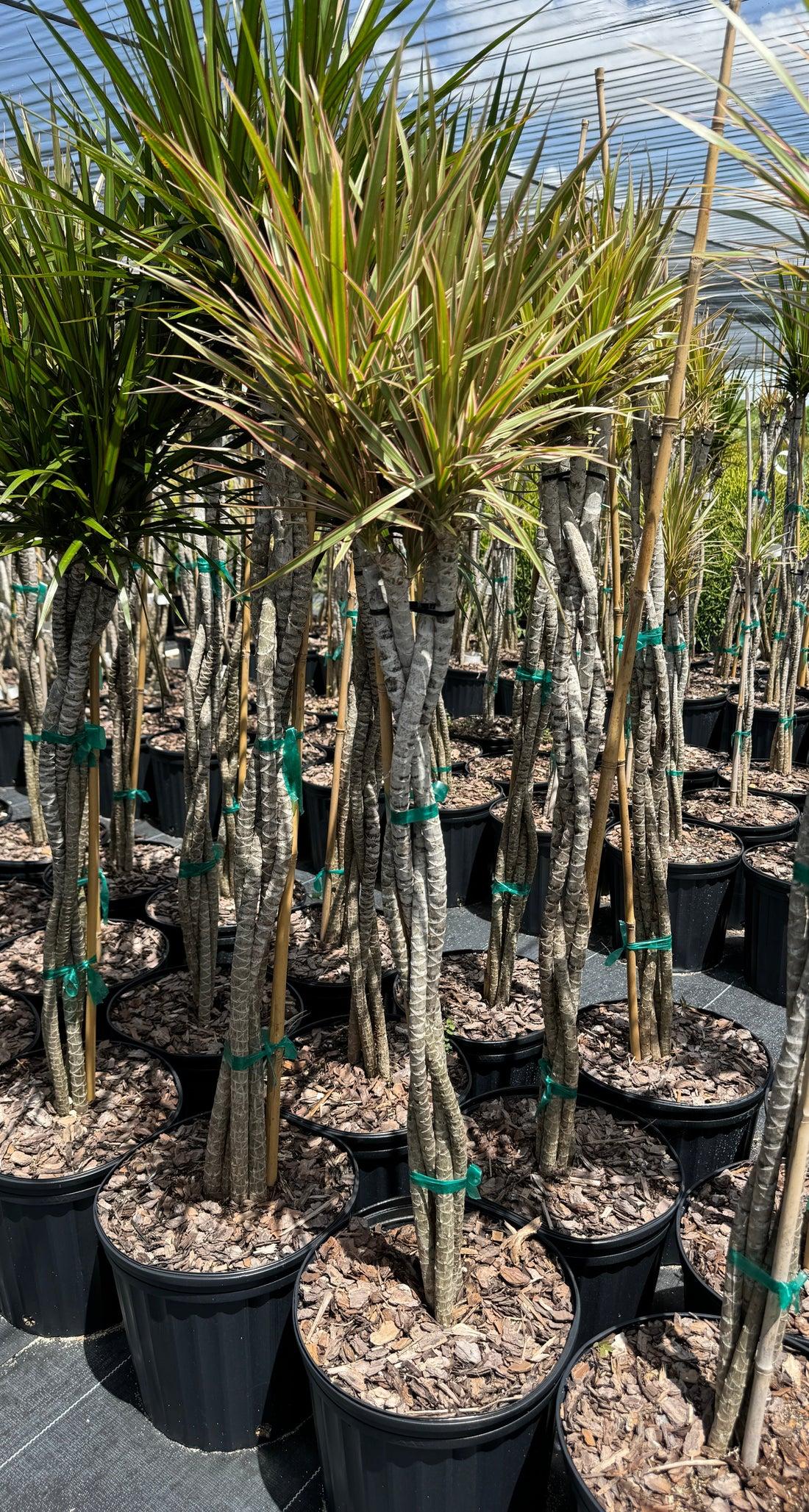 Dracaena Marginata 'open Weave' Cane - View 25 from www redcrocus com