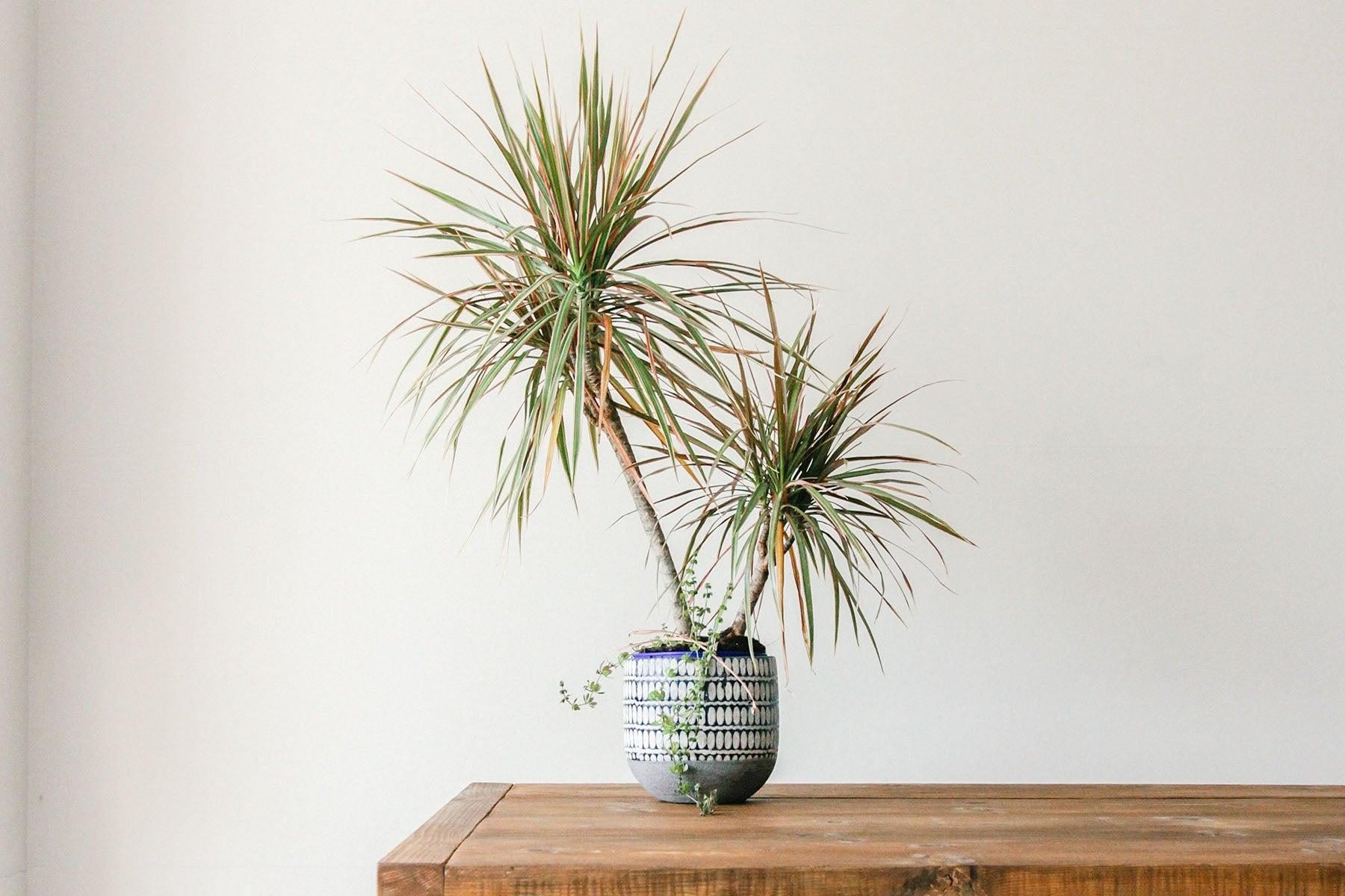 Dracaena Marginata 'open Weave' Cane - View 26 from www redcrocus com
