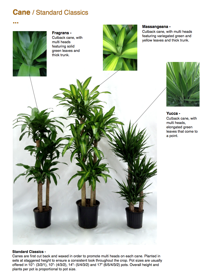 Dracaena Marginata 'open Weave' Cane - View 2 from www redcrocus com