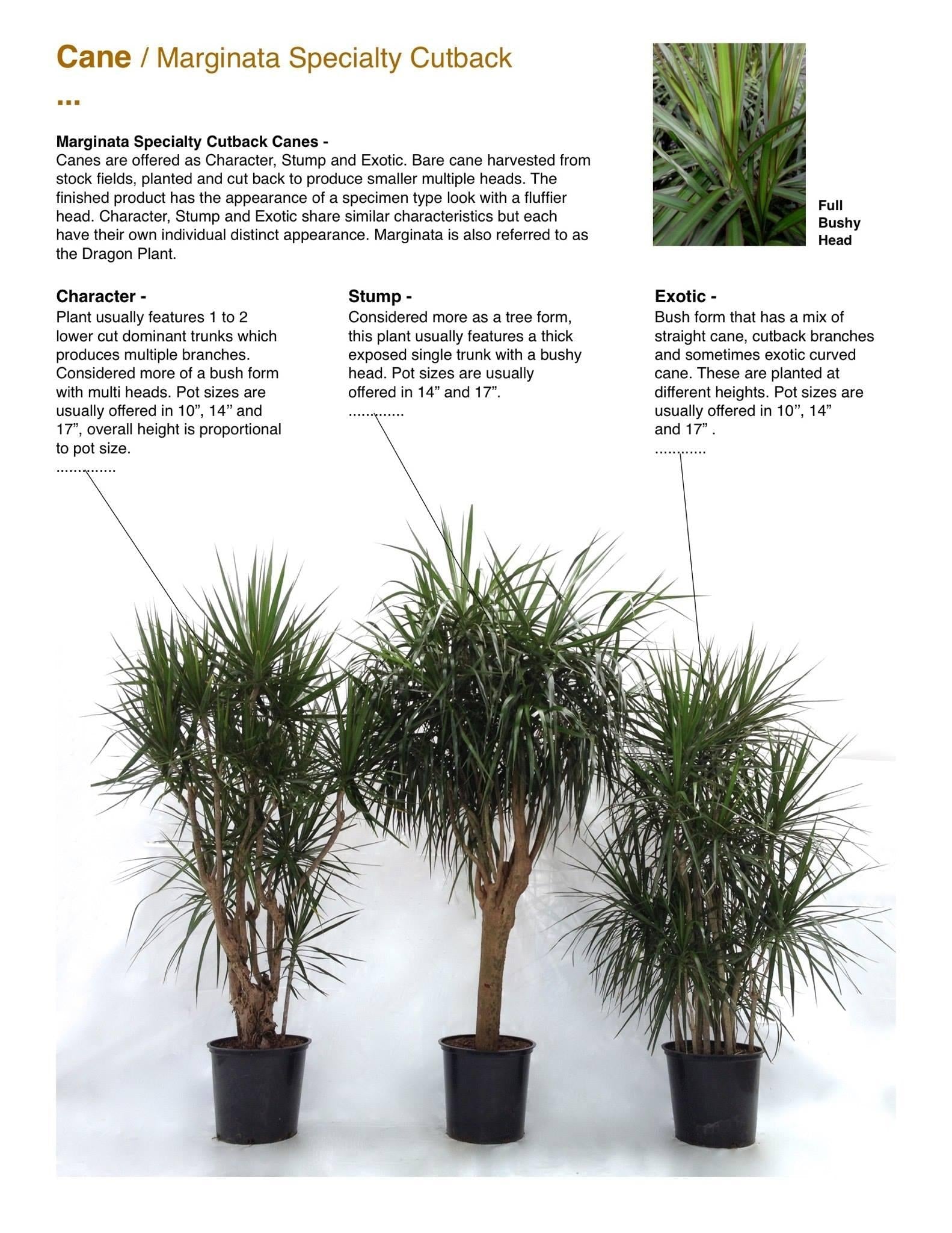 Dracaena Marginata 'open Weave' Cane - View 3 from www redcrocus com
