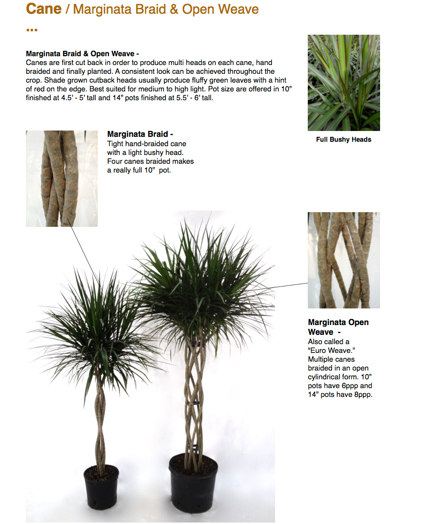 Dracaena Marginata 'open Weave' Cane - View 7 from www redcrocus com