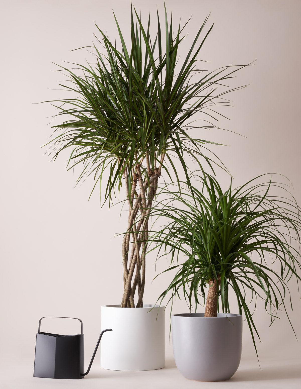 Dracaena Marginata 'open Weave' Cane - View 8 from www redcrocus com
