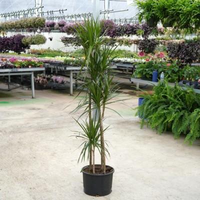 Dracaena Marginata 'open Weave' Cane - View 9 from www redcrocus com