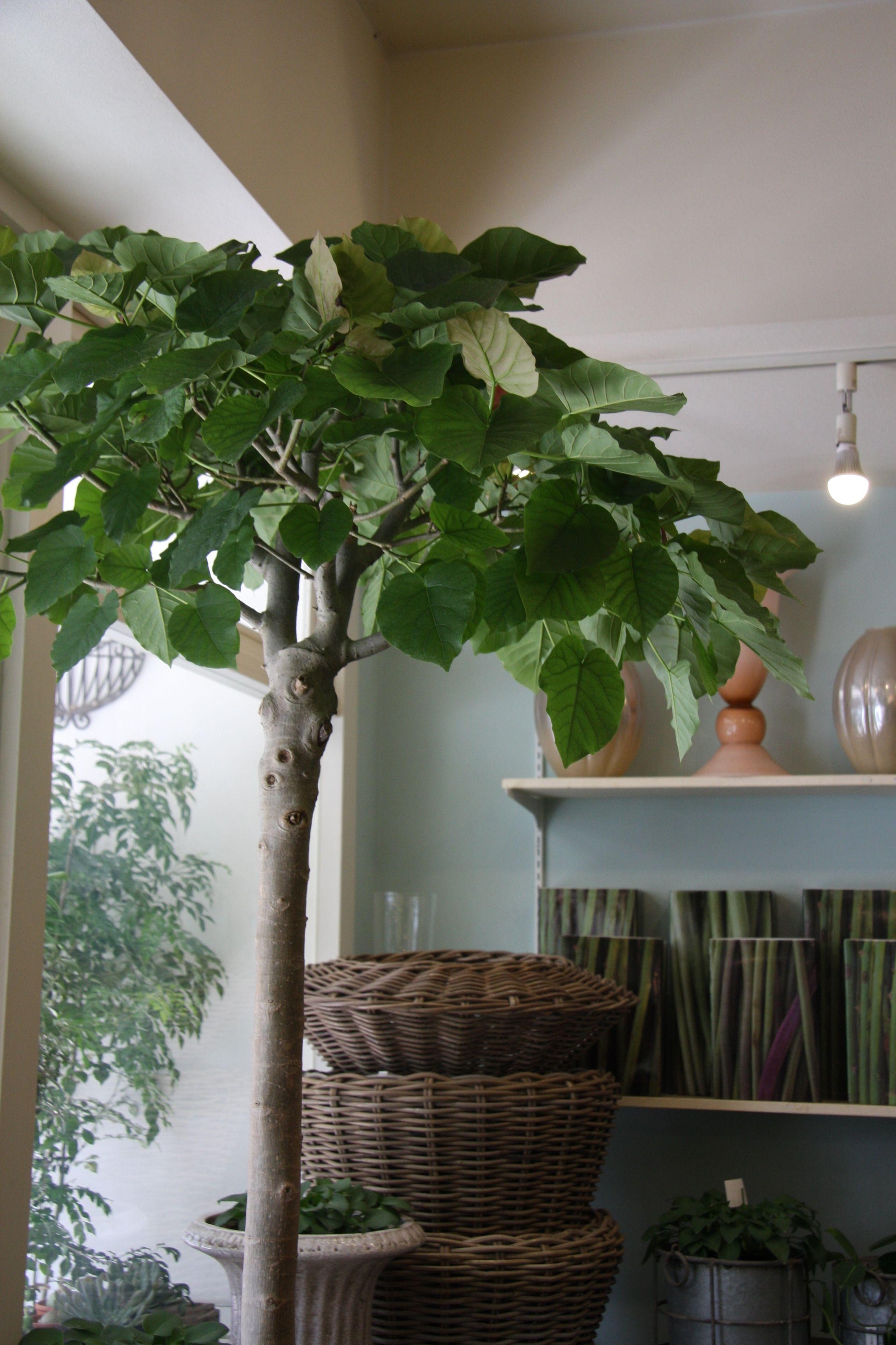 Ficus Umbellata - View 10 from www redcrocus com