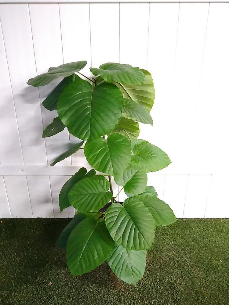 Ficus Umbellata - View 12 from www redcrocus com
