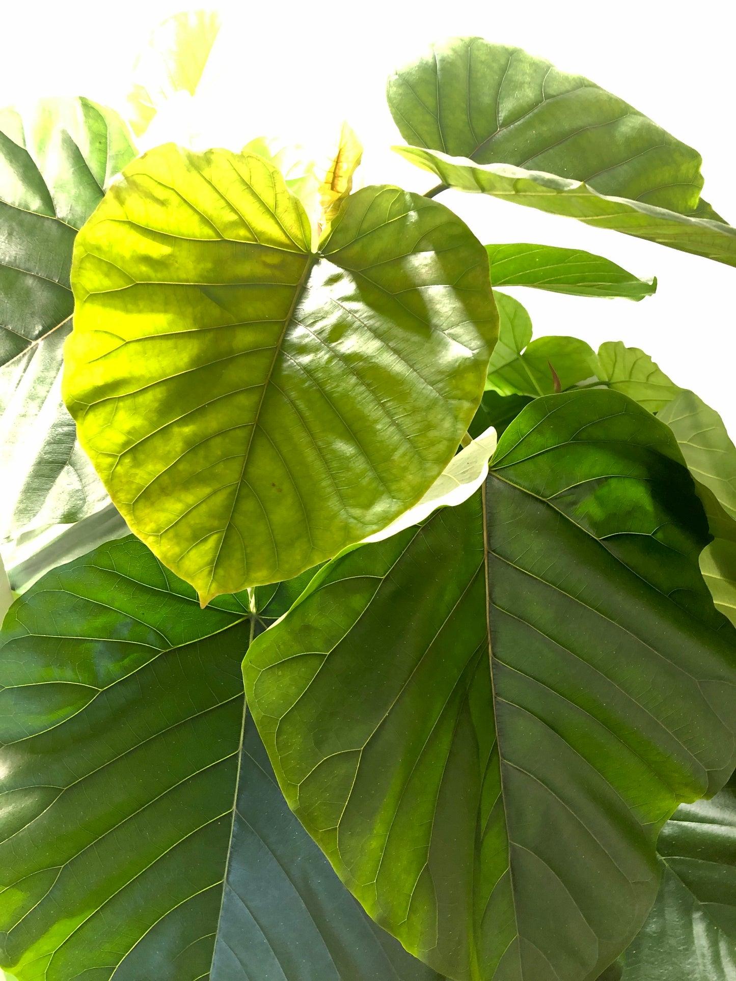 Ficus Umbellata - View 13 from www redcrocus com
