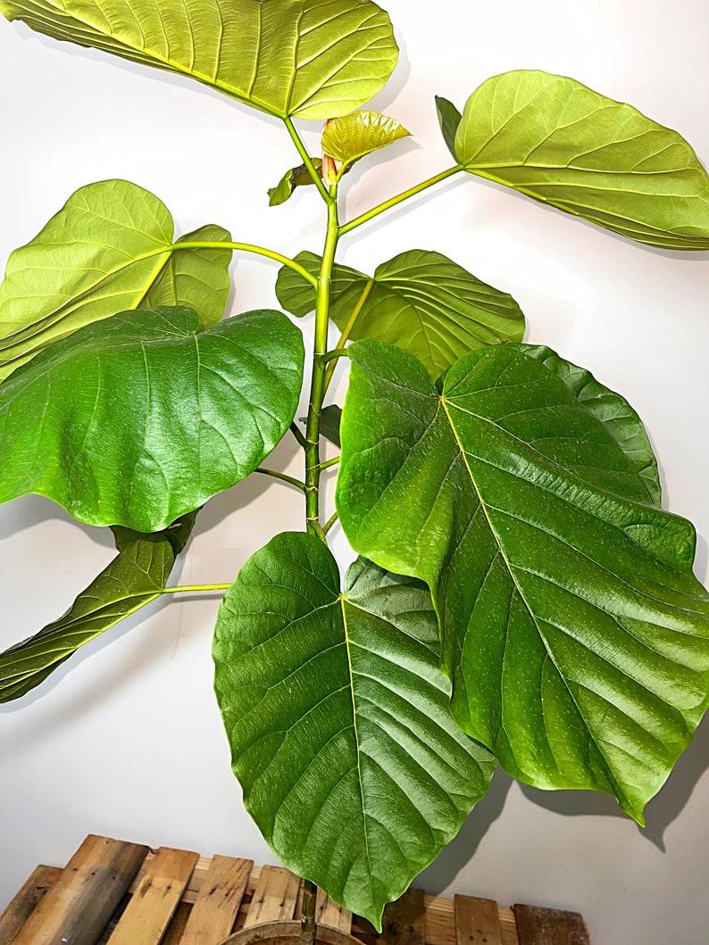 Ficus Umbellata - View 14 from www redcrocus com