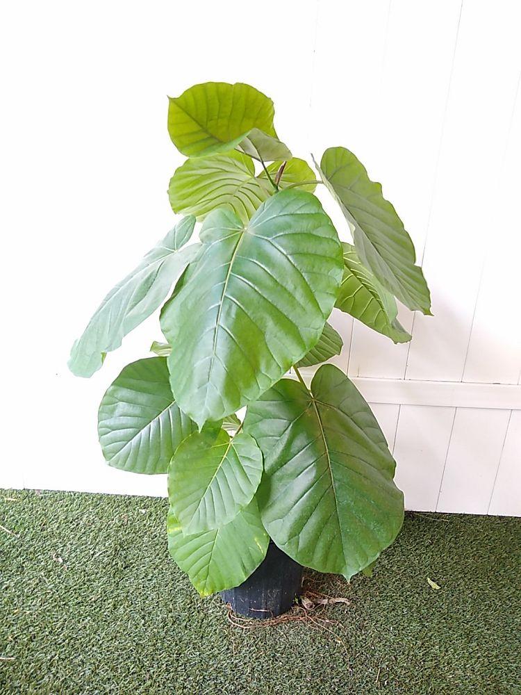 Ficus Umbellata - View 16 from www redcrocus com