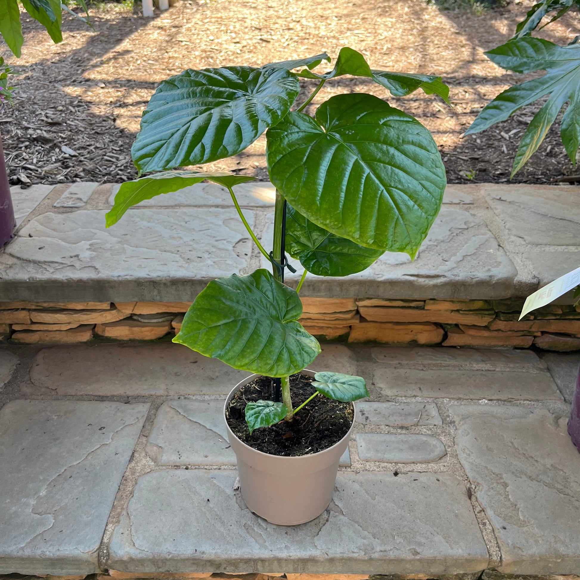 Ficus Umbellata - View 18 from www redcrocus com