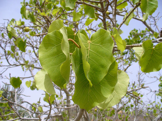Ficus Umbellata - View 1 from www redcrocus com