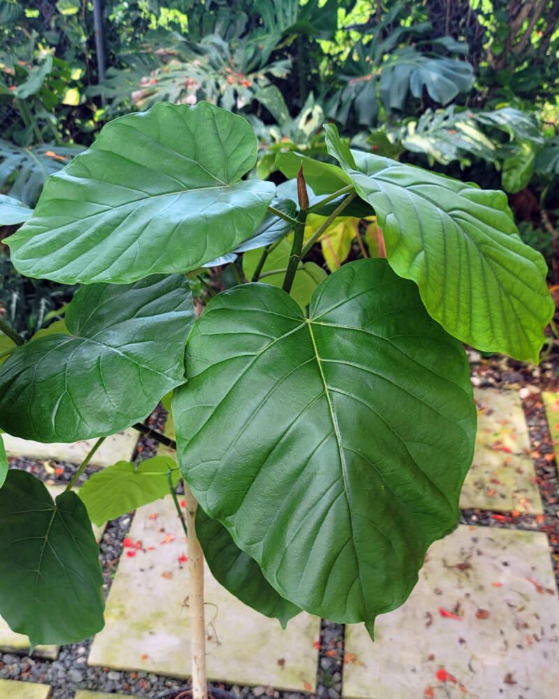 Ficus Umbellata - View 3 from www redcrocus com