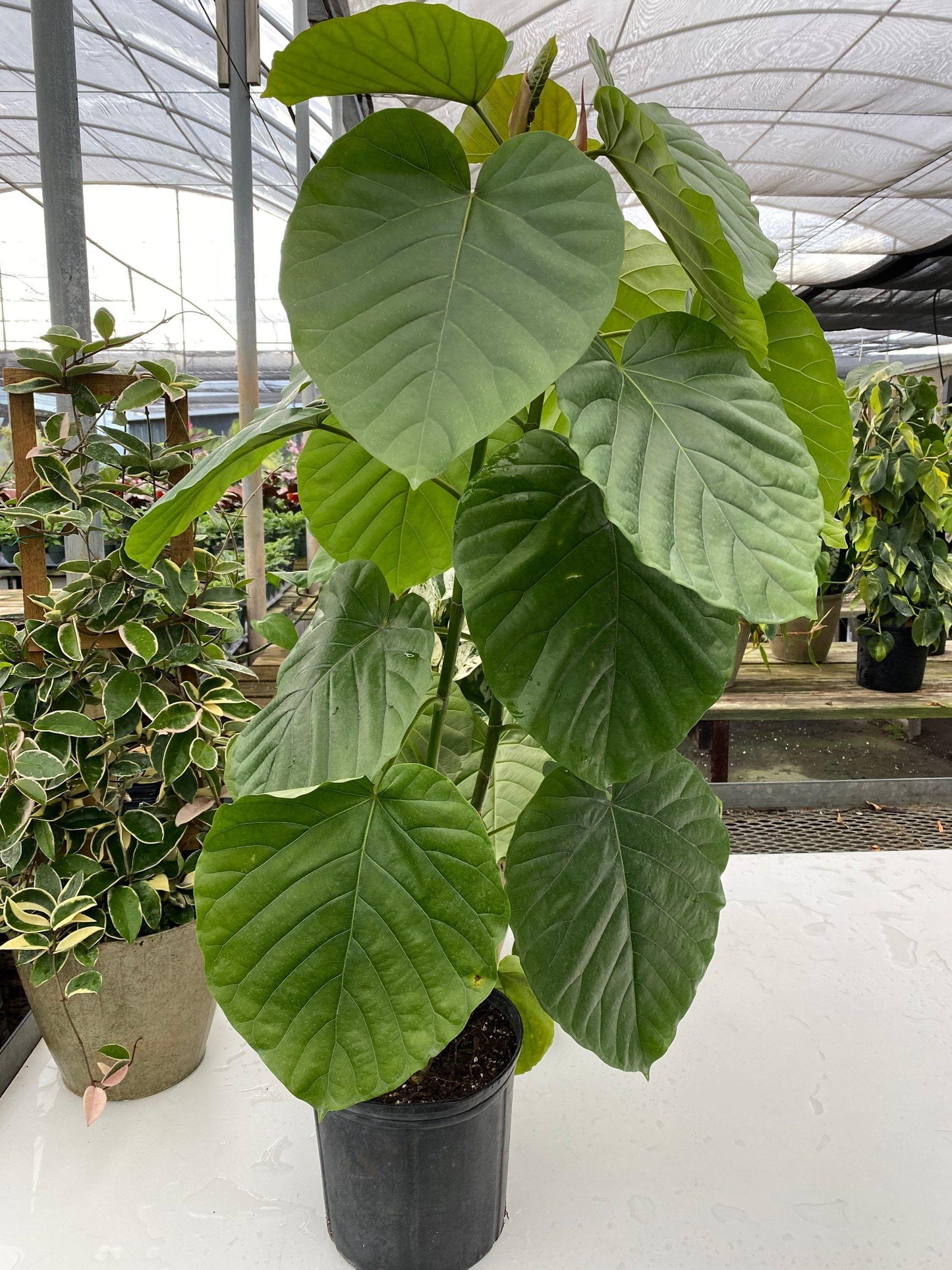Ficus Umbellata - View 4 from www redcrocus com