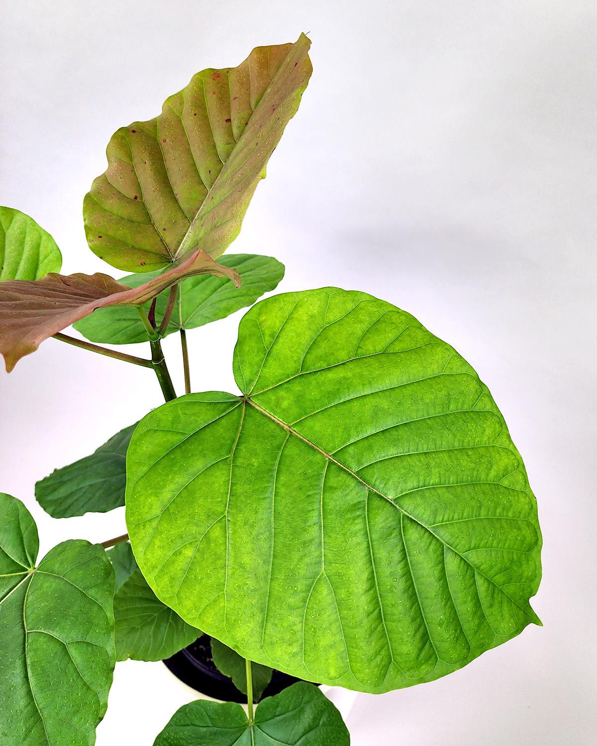 Ficus Umbellata - View 7 from www redcrocus com