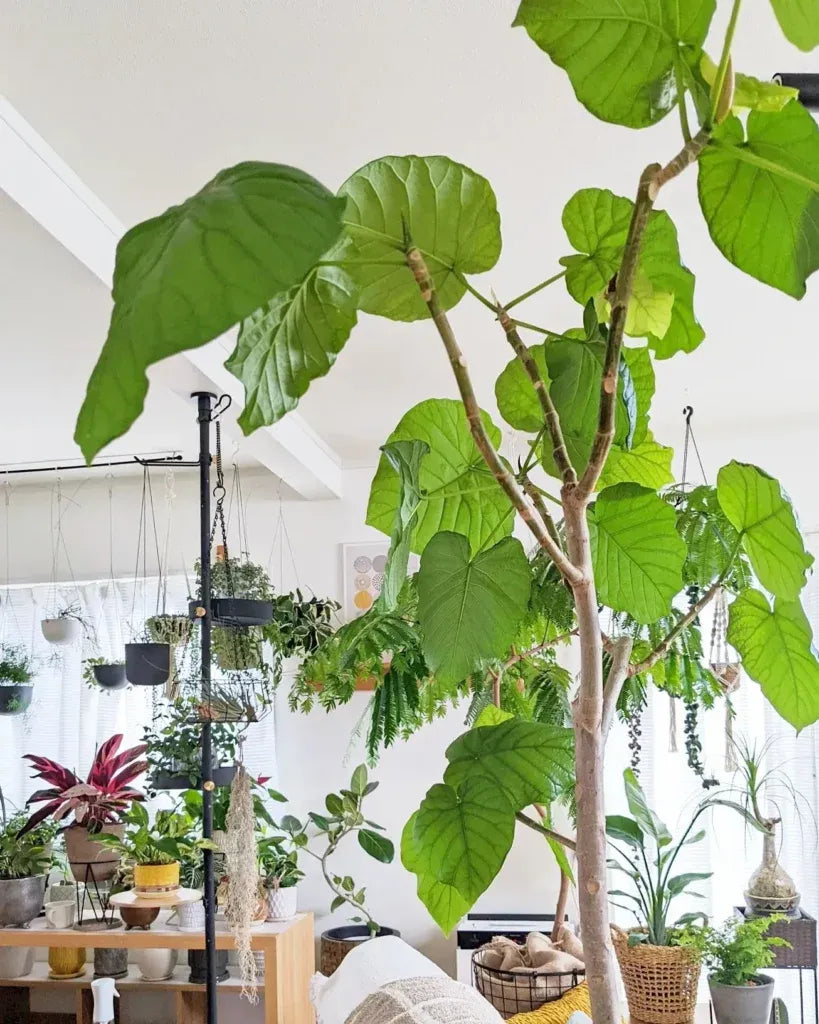Ficus Umbellata - View 9 from www redcrocus com