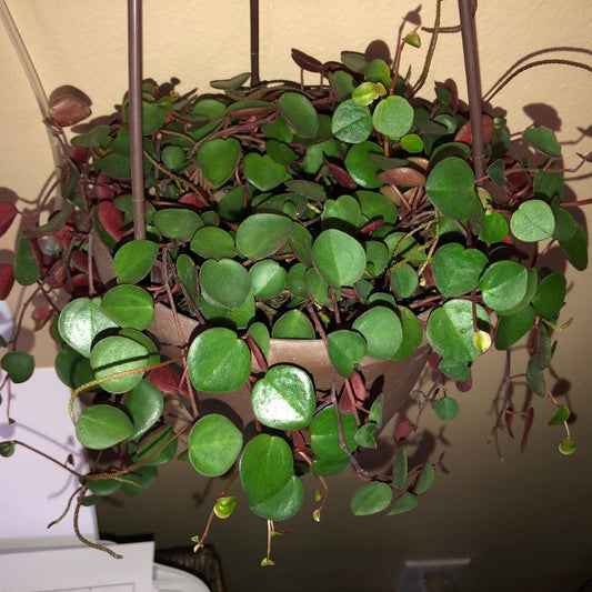Peperomia Ruby Cascade - View 10 from www redcrocus com