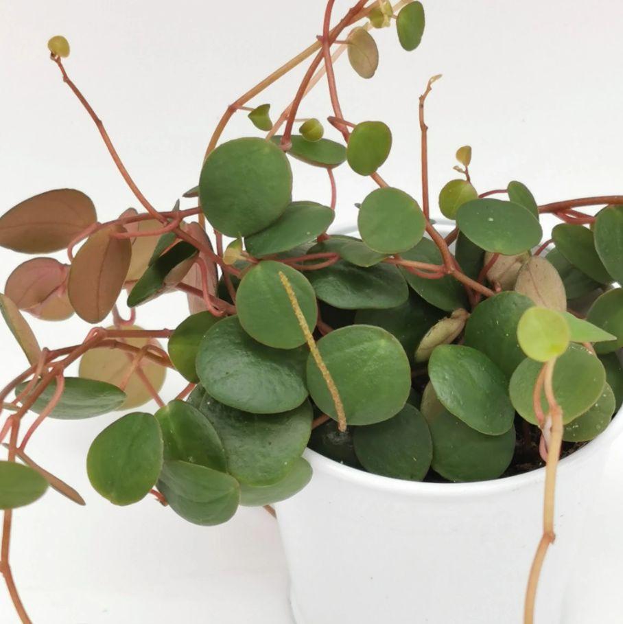 Peperomia Ruby Cascade - View 11 from www redcrocus com