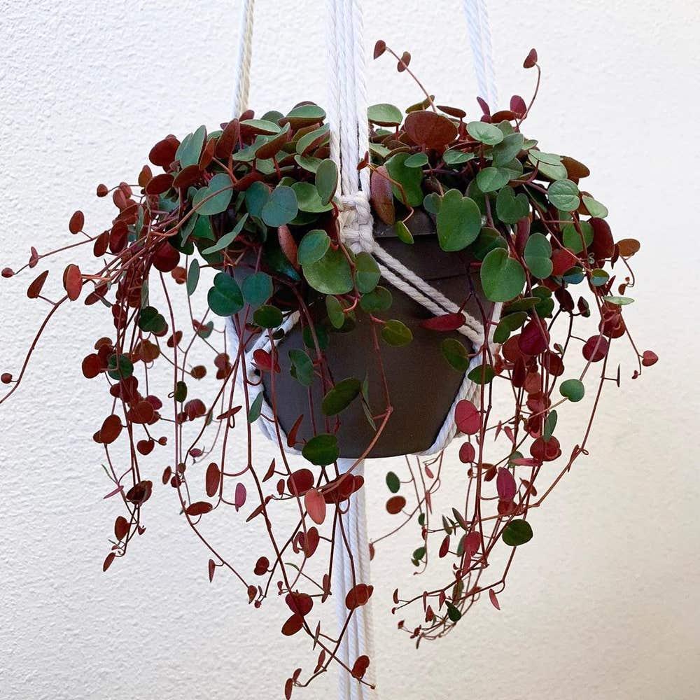 Peperomia Ruby Cascade - View 12 from www redcrocus com