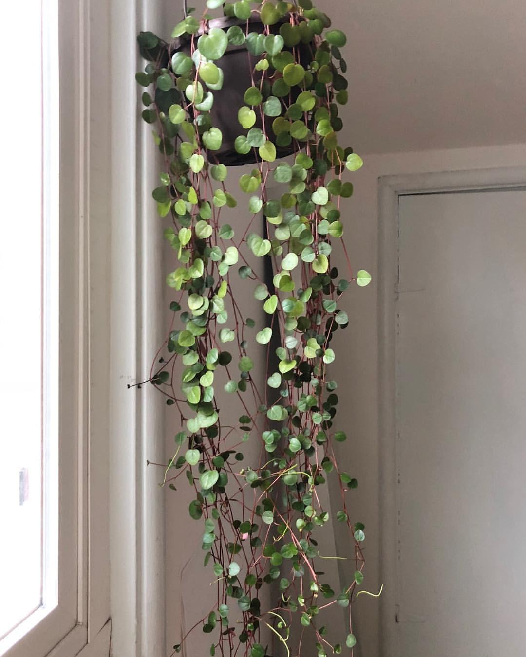 Peperomia Ruby Cascade - View 13 from www redcrocus com