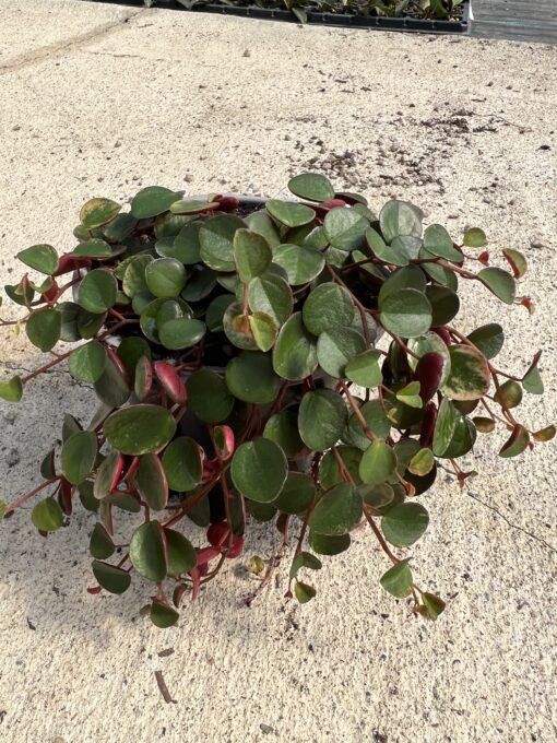 Peperomia Ruby Cascade - View 14 from www redcrocus com
