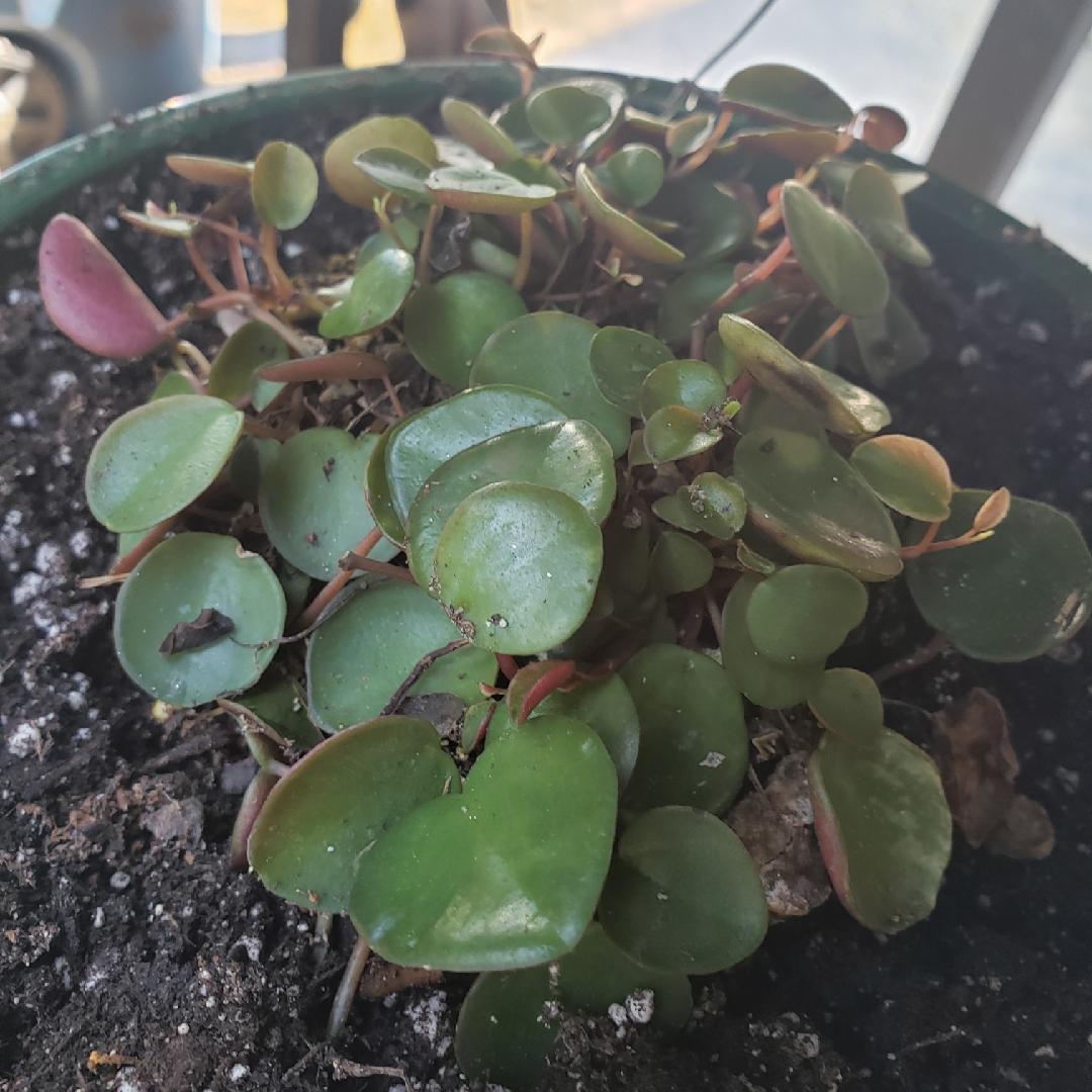 Peperomia Ruby Cascade - View 16 from www redcrocus com