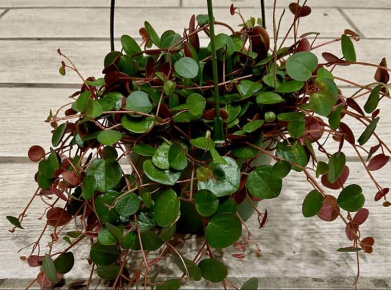 Peperomia Ruby Cascade - View 17 from www redcrocus com