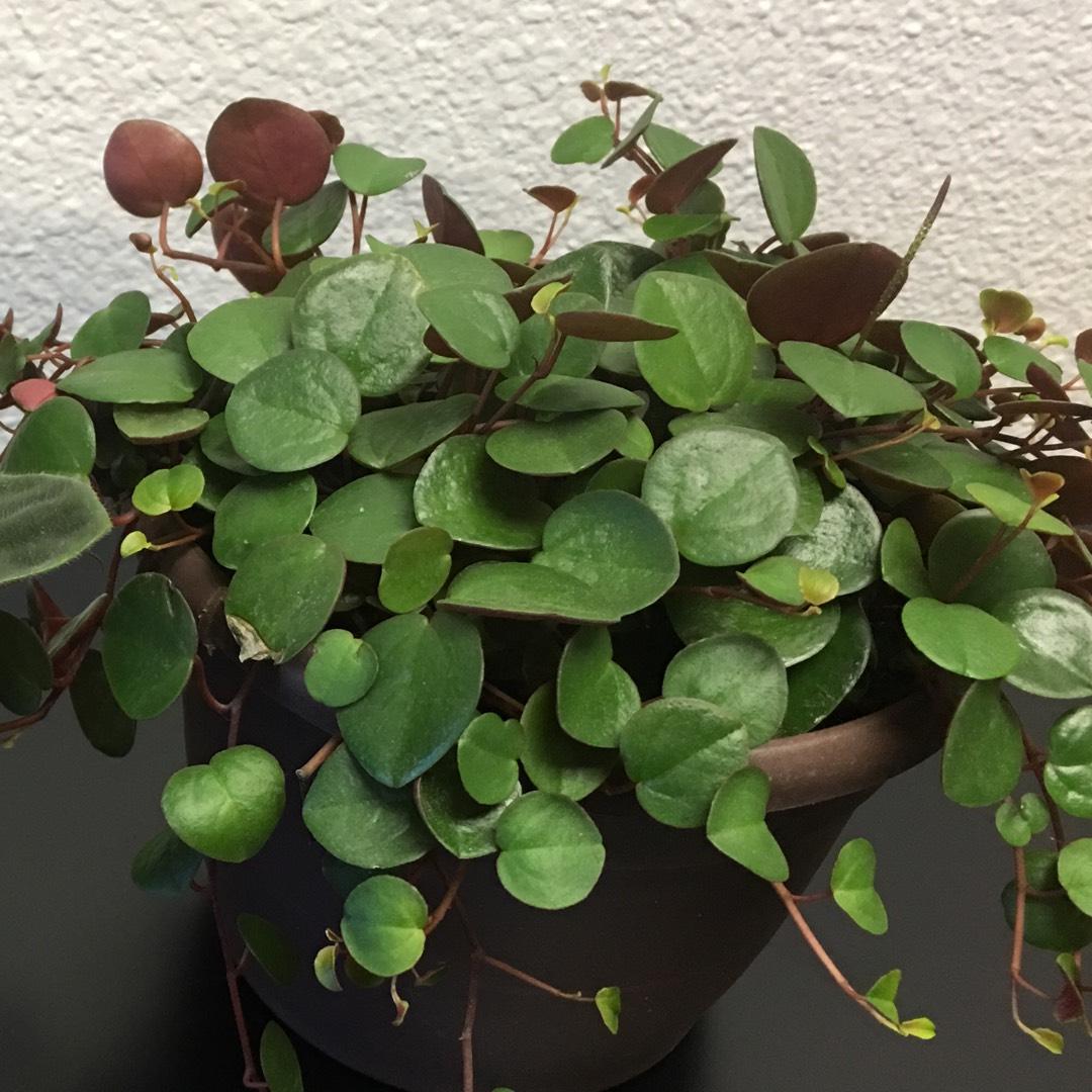 Peperomia Ruby Cascade - View 18 from www redcrocus com