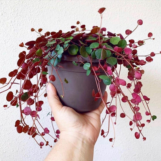 Peperomia Ruby Cascade - View 1 from www redcrocus com