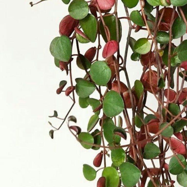 Peperomia Ruby Cascade - View 3 from www redcrocus com
