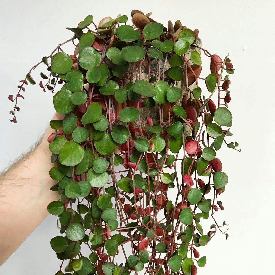Peperomia Ruby Cascade - View 4 from www redcrocus com