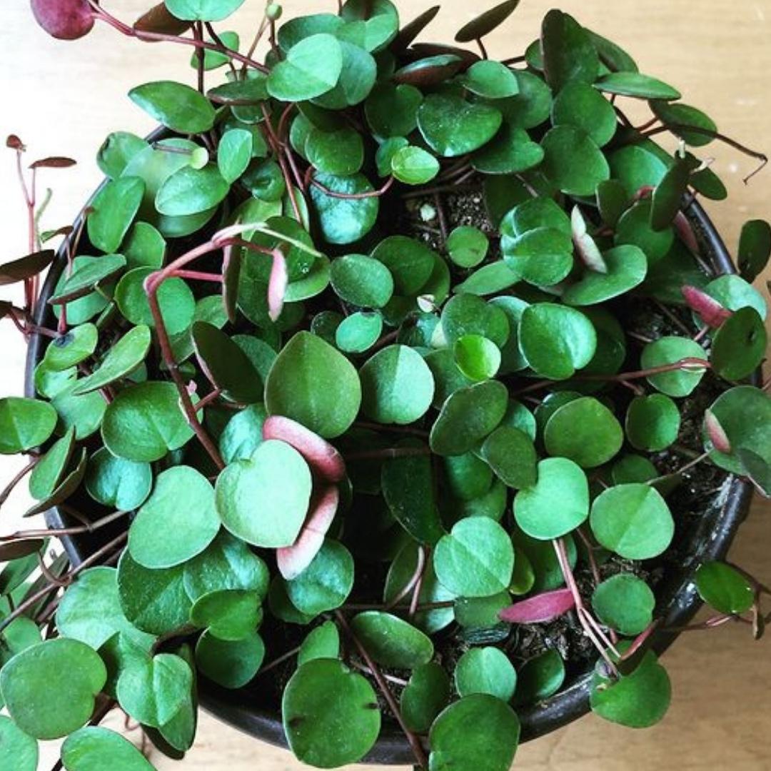Peperomia Ruby Cascade - View 5 from www redcrocus com