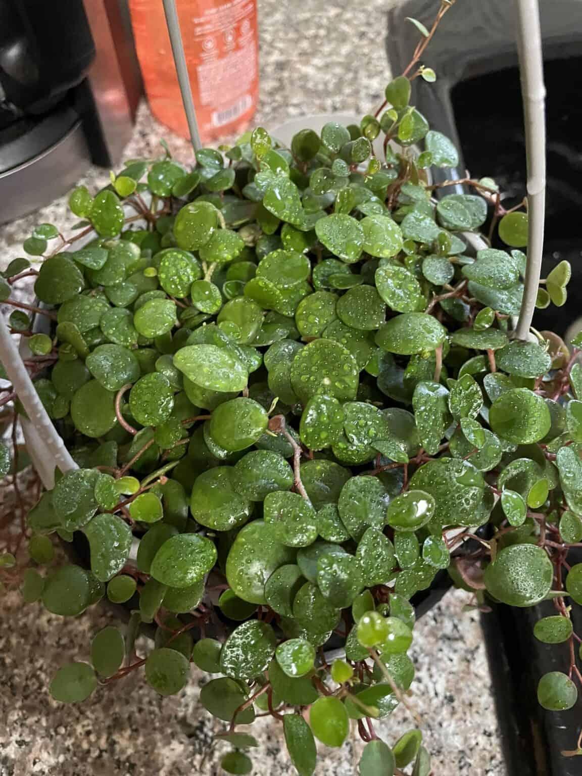 Peperomia Ruby Cascade - View 6 from www redcrocus com