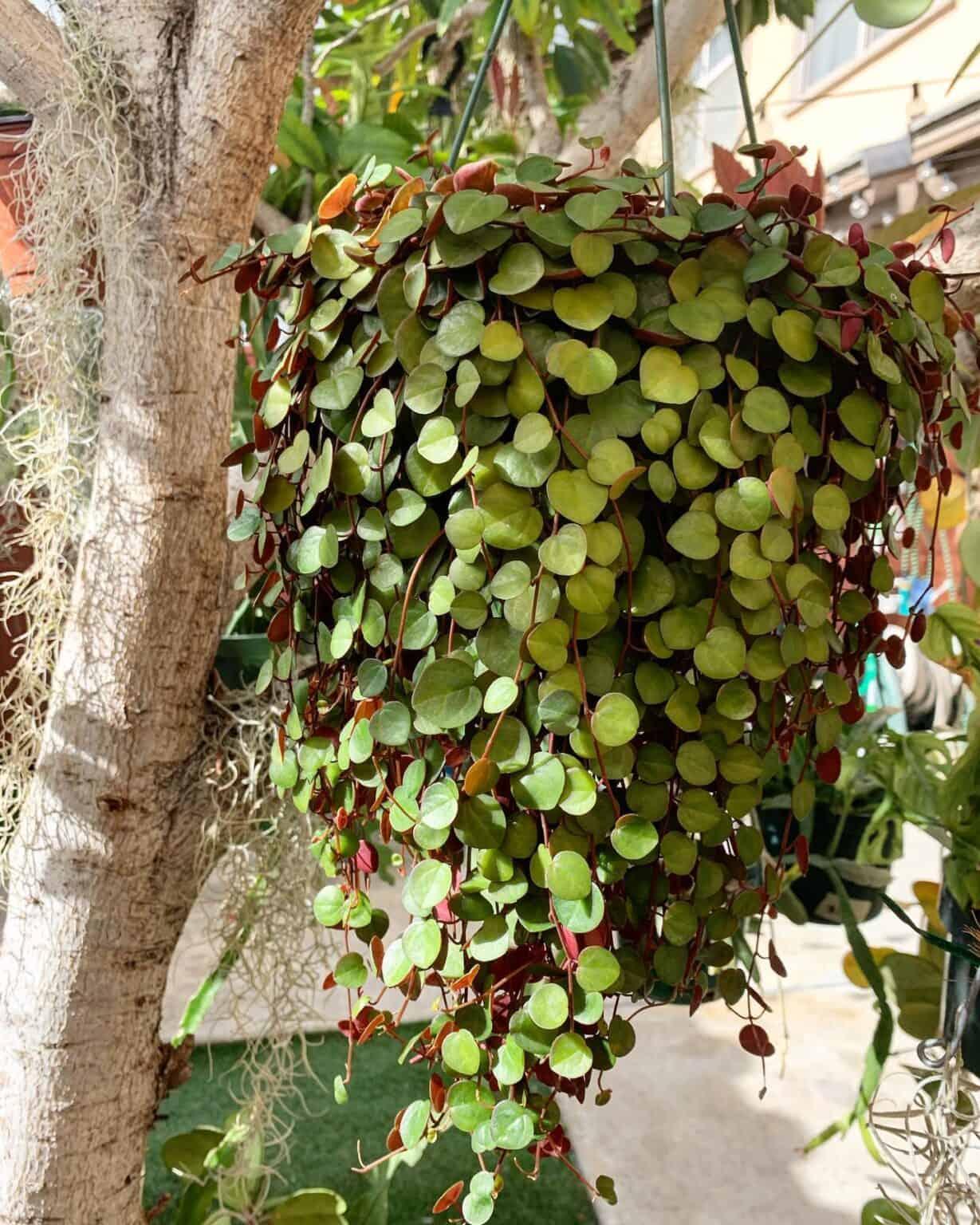Peperomia Ruby Cascade - View 7 from www redcrocus com