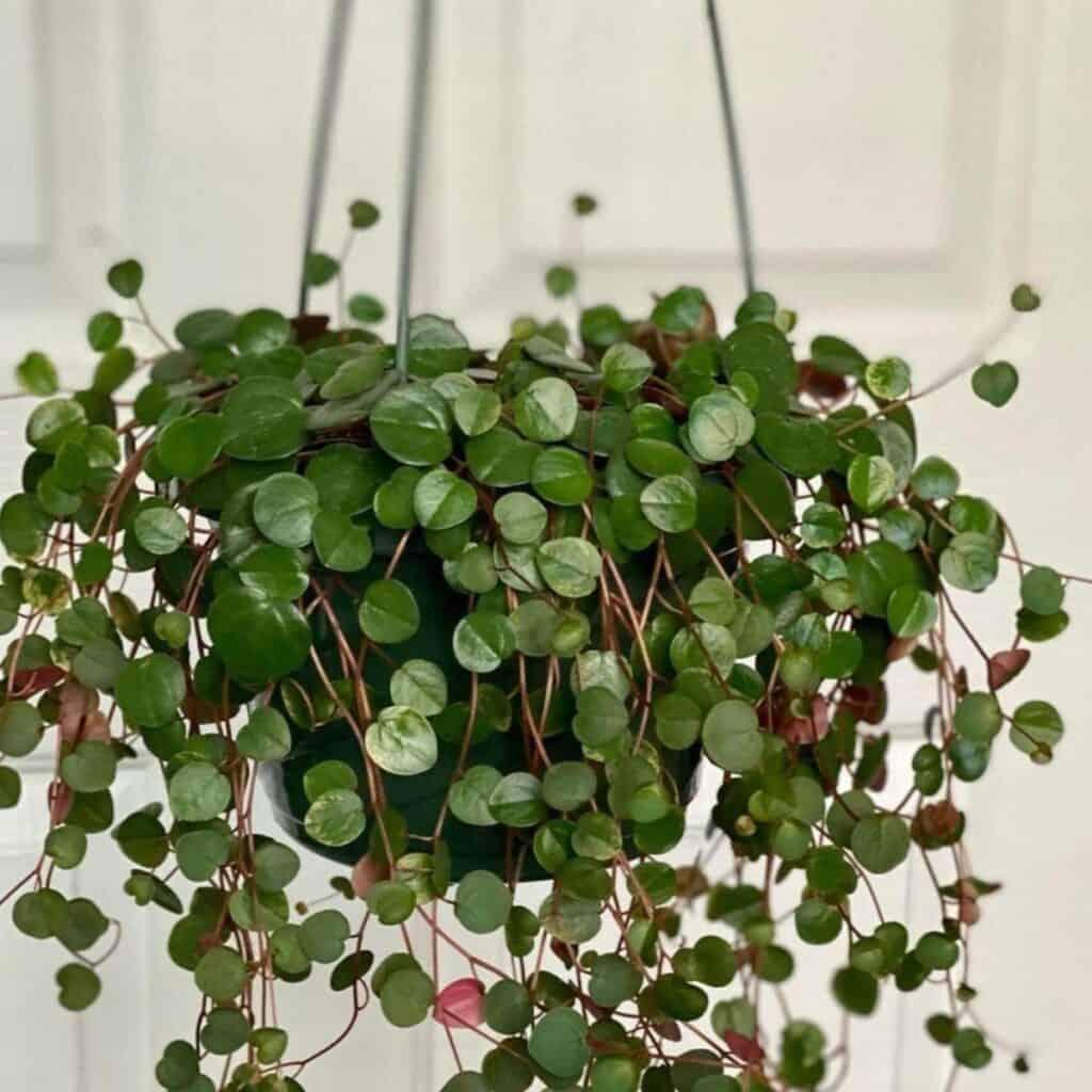 Peperomia Ruby Cascade - View 8 from www redcrocus com
