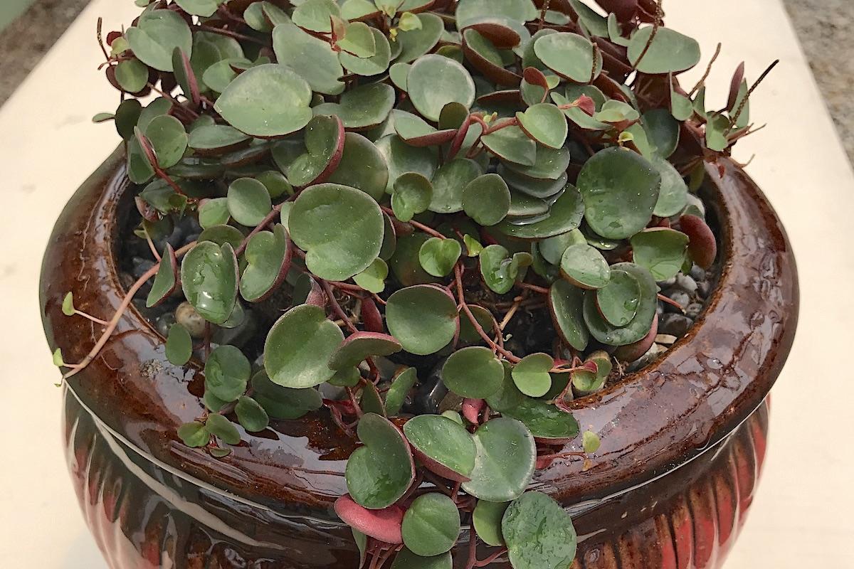 Peperomia Ruby Cascade - View 9 from www redcrocus com