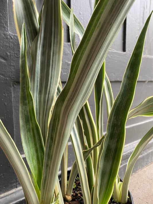 Sansevieria Sayuri - View 10 from www redcrocus com
