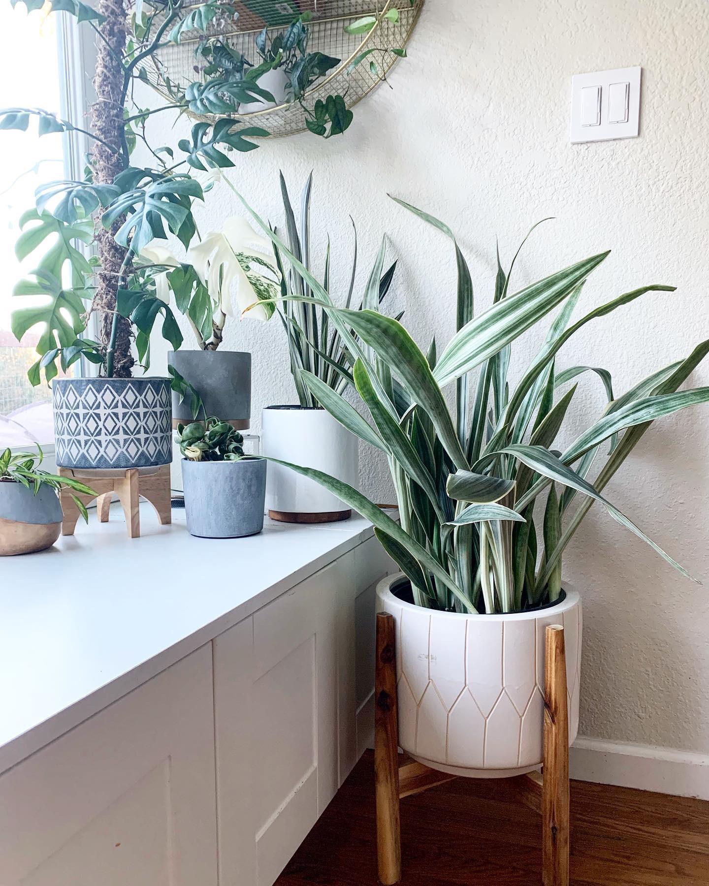 Sansevieria Sayuri - View 11 from www redcrocus com