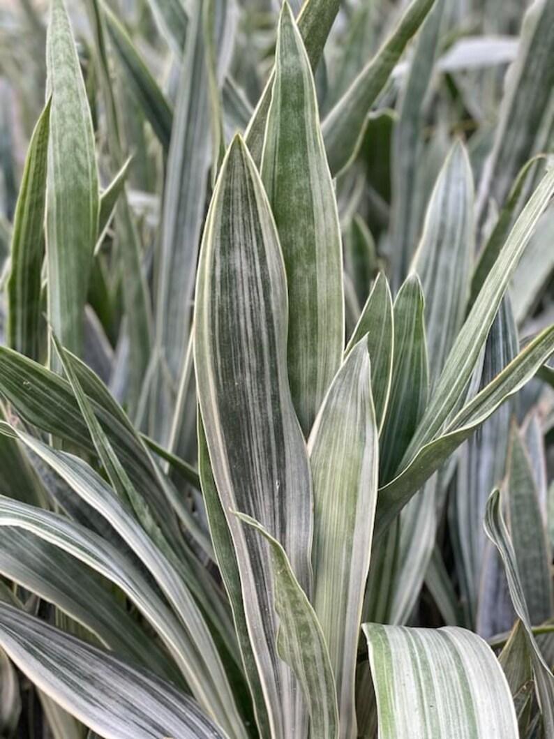 Sansevieria Sayuri - View 15 from www redcrocus com
