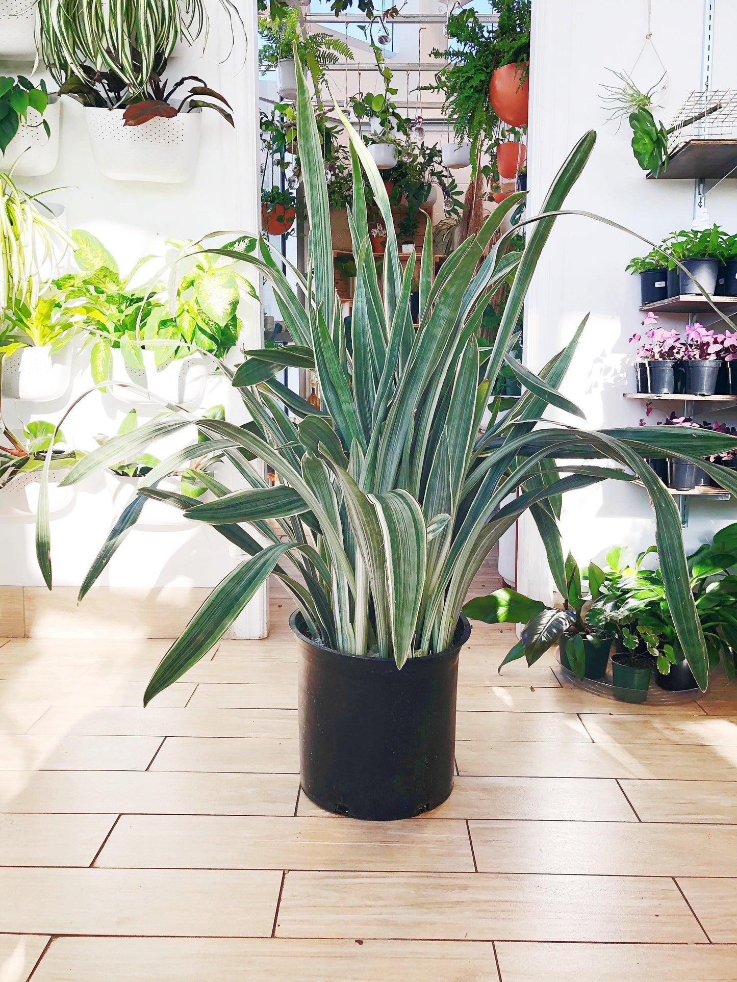 Sansevieria Sayuri - View 20 from www redcrocus com
