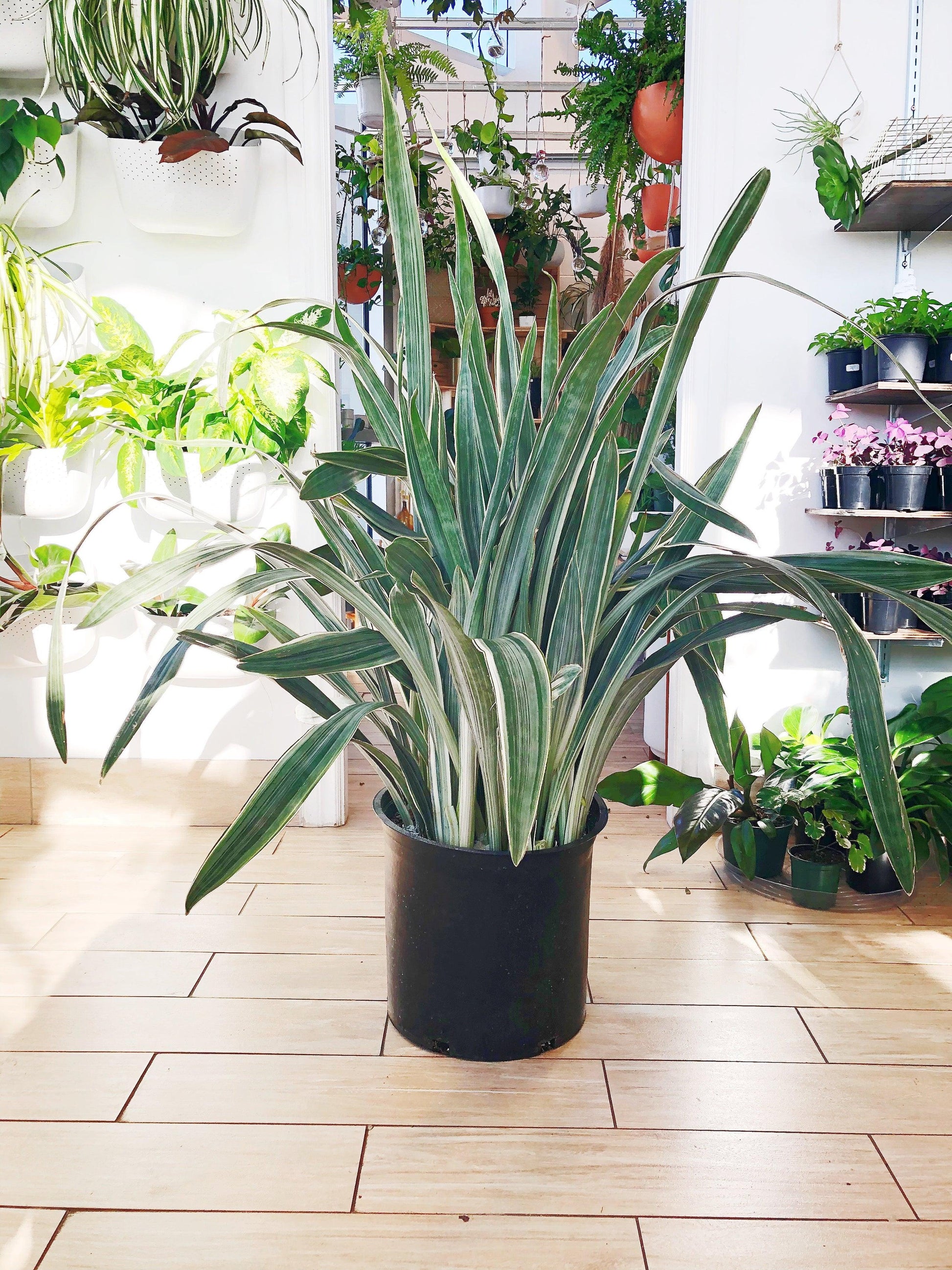 Sansevieria Sayuri - View 20 from www redcrocus com